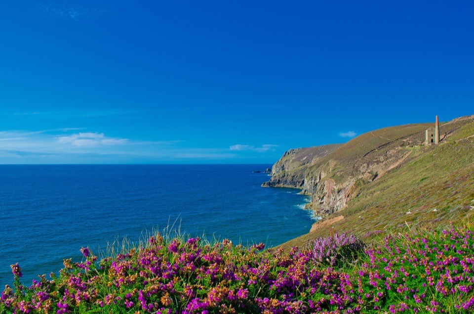 Heather and gorse on the coast path near St Agnes in Cornwall